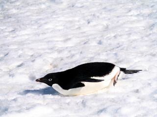 pinguin, bird, tier, wild lebende tiere, natur, weiß, black, antarktis, humboldt, wild,...