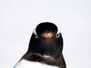 pinguin, bird, tier, wild lebende tiere, natur, weiß, black, wild, humboldt, pinguin, schnabel,...