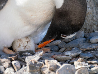 pinguin, bird, tier, wild lebende tiere, natur, weiß, black, antarktis, humboldt, wild,...