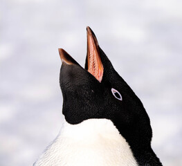 pinguin, bird, tier, wild lebende tiere, natur, weiß, black, antarktis, humboldt, wild,...