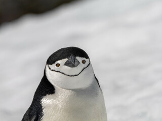 pinguin, bird, tier, antarktis, wild lebende tiere, natur, schnee, eis, erkältung, pinguin,...