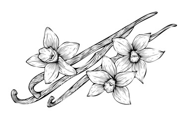 Vanilla flowers and pods outline. Hand drawn vanilla. Spices sketch style. Vanilla orchid vector illustration on isolated background © Алина Соболева