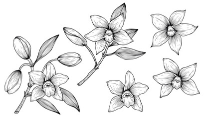Set of hand drawn vanilla flowers. Outline of vanilla orchid flowers on isolated background. Flowers and sprigs of vanilla spice © Алина Соболева