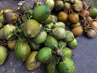 A pile of freshly picked young coconut Indonesian colored light green and light brown in the yard from a close distance. Side view.
