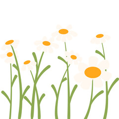 Daisy Flower Vector