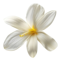 White vanilla flower isolated on transparent background