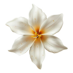 White vanilla flower isolated on transparent background