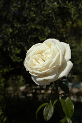 single white rose