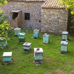 Bee hives in Corfu. Tourist attractions in Greece. Greek island.