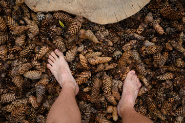  Barefoot man walks through spruce and pine cones along a massage eco-trail in a city park, top...