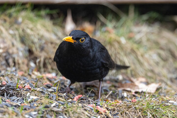 blackbird on the ground