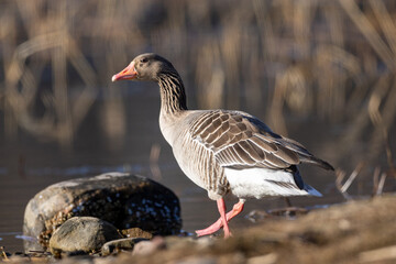 Greylag goose