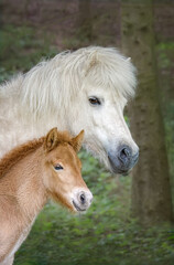 Icelandic horses, mare with young foal standing side by side, horse's heads with cocked ears
