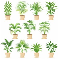 Parlor Palm (Chamaedorea Elegans, Neanthe Bella Palm) Pot Plant Icon Set, Parlor Palm Plant Flat Design