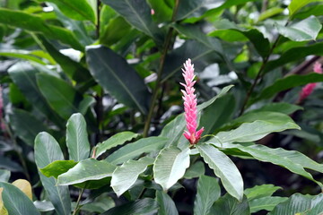 Blätter und Blüte von Alpinia purpurata, roter Ingwer, rosa farbige Sorte, pink rot, in einem...