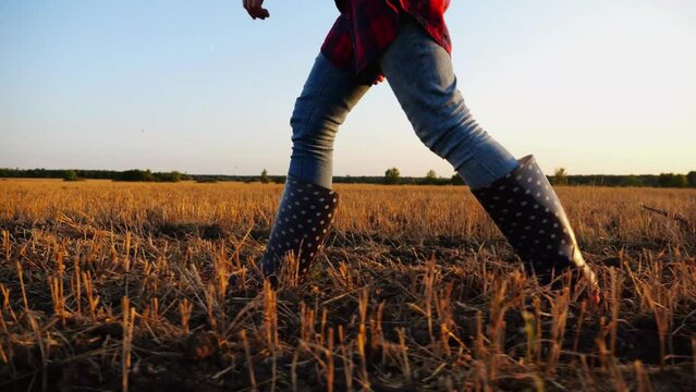 Female feet of young farmer going through the barley plantation at sunset. Legs of agronomist in boots walking among wheat meadow at dusk. Concept of agricultural business. Slow motion