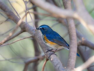 森の中で枝に留まっているルリビタキの雄