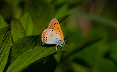 Morning dew leaves and red butterfly in natural area, Large copper, Lycaena dispar