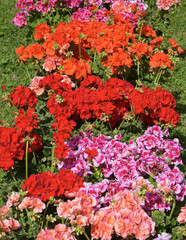A display of colorful Pelargoniums plants