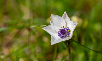 Obraz premium A light pink anemone with a blurred background