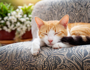Close-up of a ginger cat napping on gray couch in a modern living room 