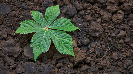 A small green leaf is growing in the dirt. The dirt is dark and rocky. The leaf is the only thing that stands out in the image