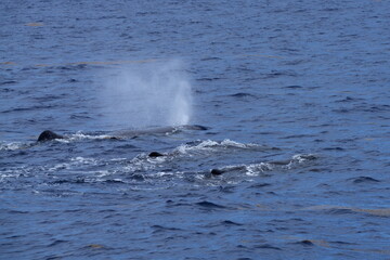 Drei Pottwale (Physeter macrocephalus, Physeter catodon) , Wal, Blas, Atemluft, Meer, Ozean, Wasser, Dominica, Roseau, Karibik