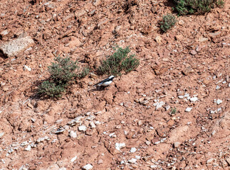 A white-headed wheatear sits on a hill and sings in the steppe on a sunny day