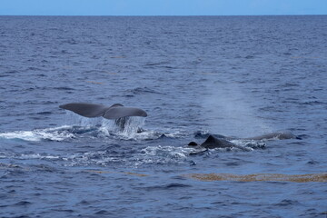 Fototapeta premium Drei Pottwale (Physeter macrocephalus, Physeter catodon) , Schwanzflosse, Fluke beim Abtauchen, Tauchen, Wal, Finne, Meer, Ozean, Wasser, Dominica, Roseau, Karibik, Flosse