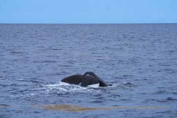 Fototapeta premium Schwanzflosse, Fluke eines Pottwals (Physeter macrocephalus, Physeter catodon) beim Abtauchen, Tauchen, Wal, Finne, Meer, Ozean, Wasser, Dominica, Roseau, Karibik, Flosse