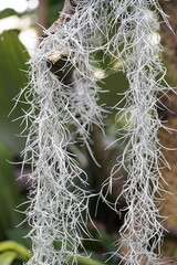 Spanish moss (Tillandsia usneoides) is an epiphytic flowering plant that often grows upon large...
