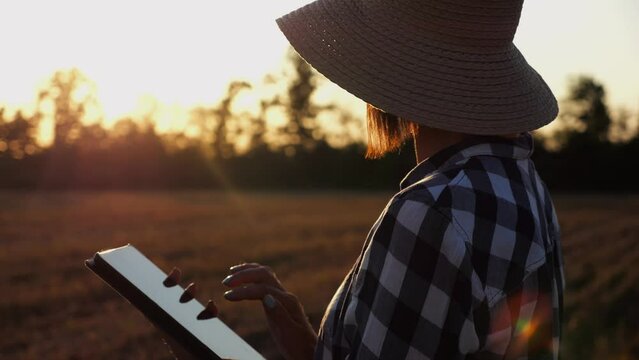 Female agronomist using digital tablet at wheat meadow at dusk. Farmer monitoring harvest at barley field at sunset. Beautiful scenic landscape. Concept of agricultural business. Slow motion