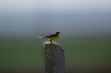 Obraz premium A yellow wagtail sits on a hill and sings in the steppe on a sunny day