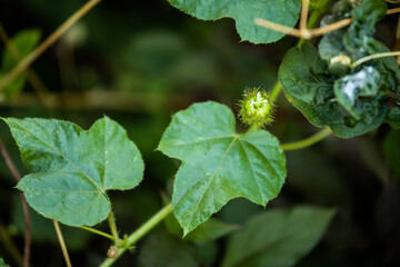 Grass flowers in the big forest