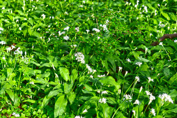 Bärlauch (Allium ursinum) in der Bulau bei Hanau/Hessen 