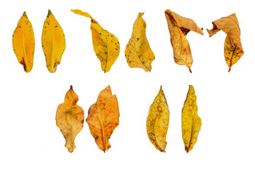 dry leaf or dead leaf of Watery rose apple (Syzygium aqueum) isolated on white background