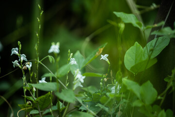 Grass flowers in the big forest