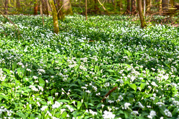 Bärlauch (Allium ursinum) in der Bulau bei Hanau/Hessen 