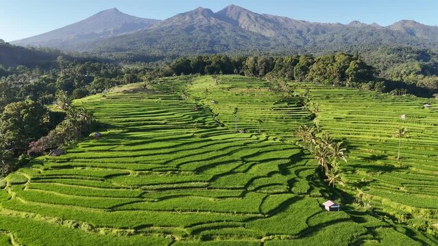 This is the traditional rice field of Bayan village. Located in the Senaru area - the slopes of Mount Rinjani - Northern Lombok