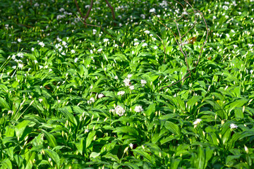 Bärlauch (Allium ursinum) in der Bulau bei Hanau/Hessen 