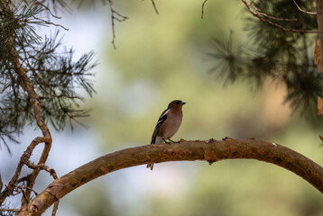 A finch sits on a pine branch and sings for its female on a sunny day