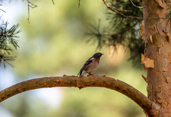 A finch sits on a pine branch and sings for its female on a sunny day