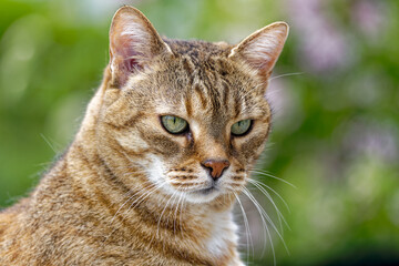 Headshot of cute female adult tabby cat sitting outdoors on concrete wall of terrace on a cloudy spring day. Photo taken April 26th, 2024, Zurich, Switzerland.