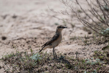 A dancing wheatear sits on a hill and sings in the steppe on a sunny day