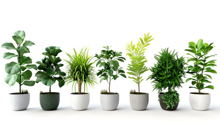Set of different houseplants in flower pots on white background ,Domestic Foliage Array Houseplants Collection on a White or Clear Surface