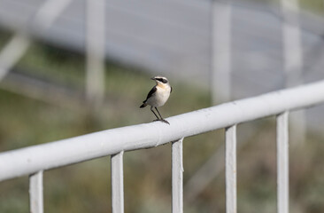 A dancing wheatear sits on a hill and sings in the steppe on a sunny day