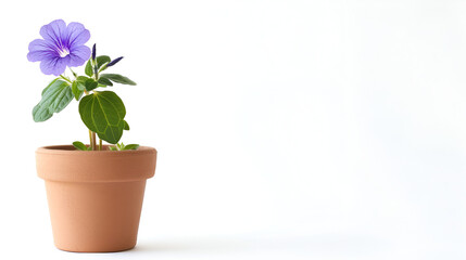 Beautiful blue violet in pot isolated on white background ,Verbena flower in pot isolated on white background