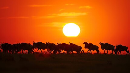 Fototapeta na wymiar A herd of wildebeest silhouetted against the setting sun as they make their annual migration across the African plains..