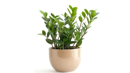  plant on white background ,Green domestic plant in flower pot,Vibrant green leaves of a potted plant set against a clean white background