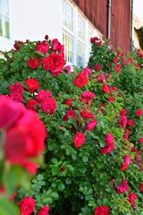 Fototapeta na wymiar Red climbing roses near the house